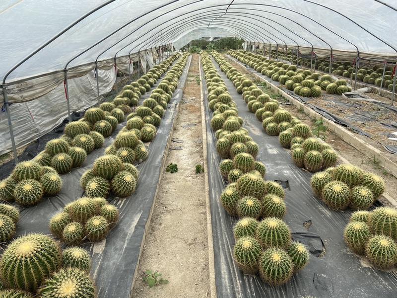 Echinocactus grusonii cactus