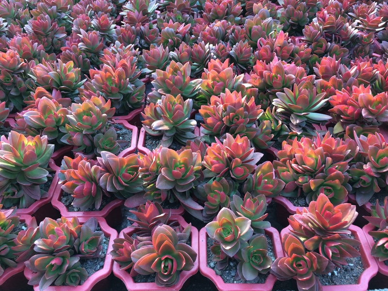 Houseplants easy care Haworthia Houseplants easy care Haworthia
