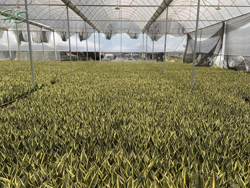 potted Sansevieria Golden potted Sansevieria Golden