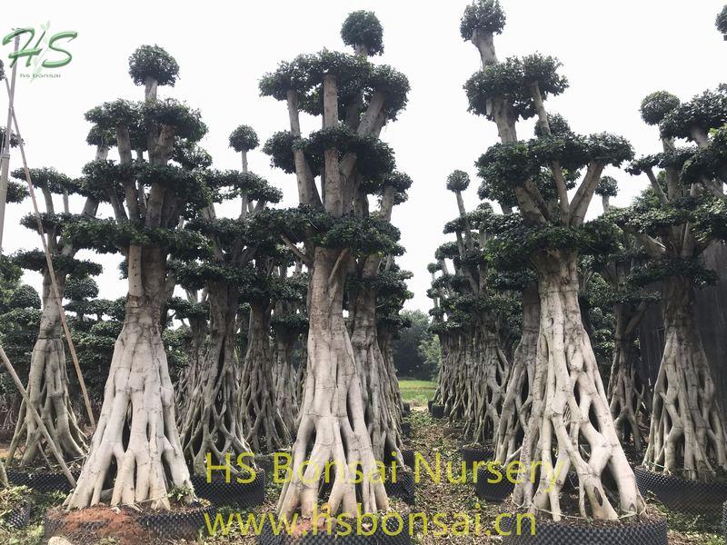 Small Net Shape Ficus Microcarpa Bonsai Small Net Shape Ficus Microcarpa Bonsai