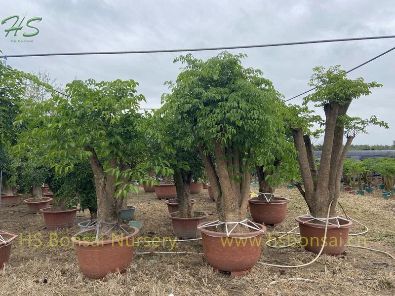 Landscaping Tree Heteropanax Fragrans Landscaping Tree Heteropanax Fragrans