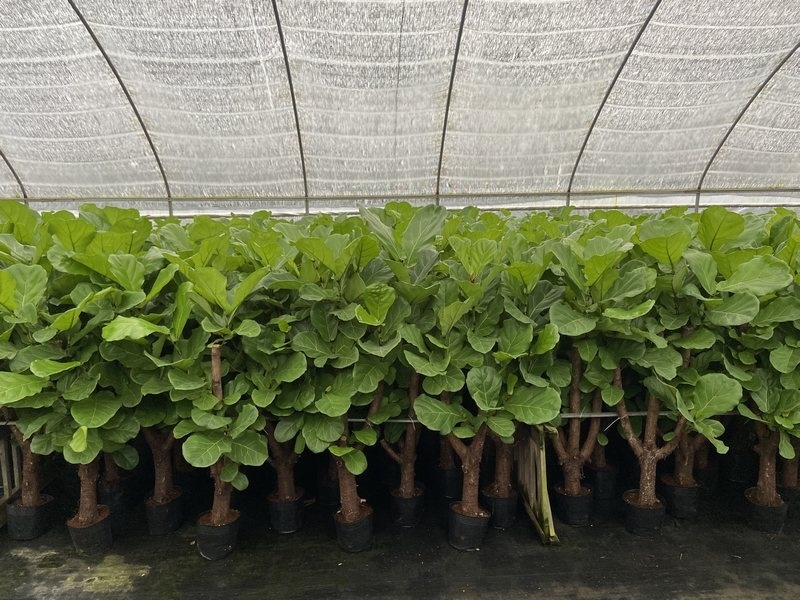 fiddle-leaf fig ficus lyrata