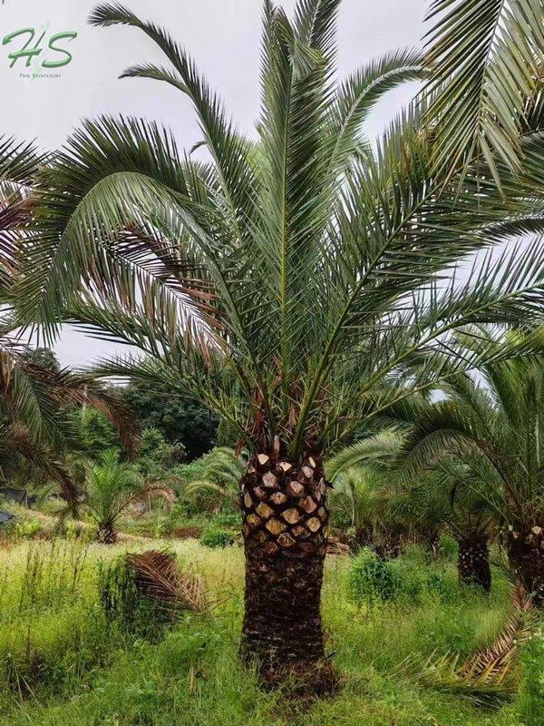 Canary Palm Trees Phoenix Canariensis Palm Canary Palm Trees Phoenix Canariensis Palm