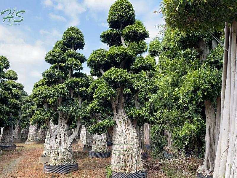Ornamental Ficus Multi Aerial Root Plant Ornamental Ficus Multi Aerial Root Plant