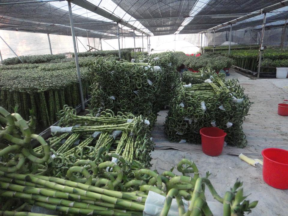 lucky bamboo sprial shape