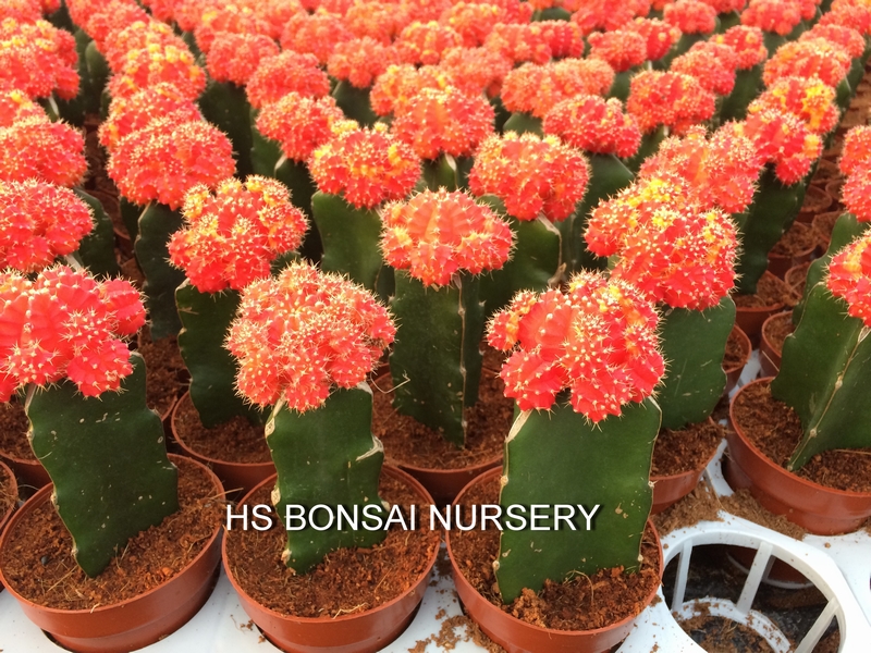 Wholesale Ferocactus recurvus cactus Wholesale Ferocactus recurvus cactus