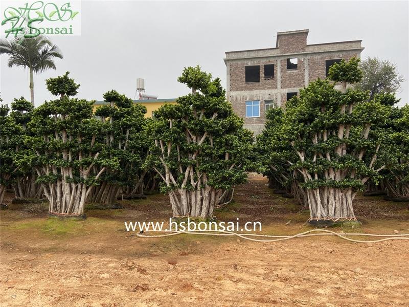 ficus microcarpa jungle bonsai ficus microcarpa jungle bonsai