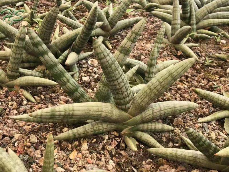 Hotsale Potted Sansevieria Cylindrica Indoor plants Hotsale Potted Sansevieria Cylindrica Indoor plants