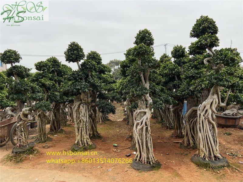 Ficus with stone bonsai