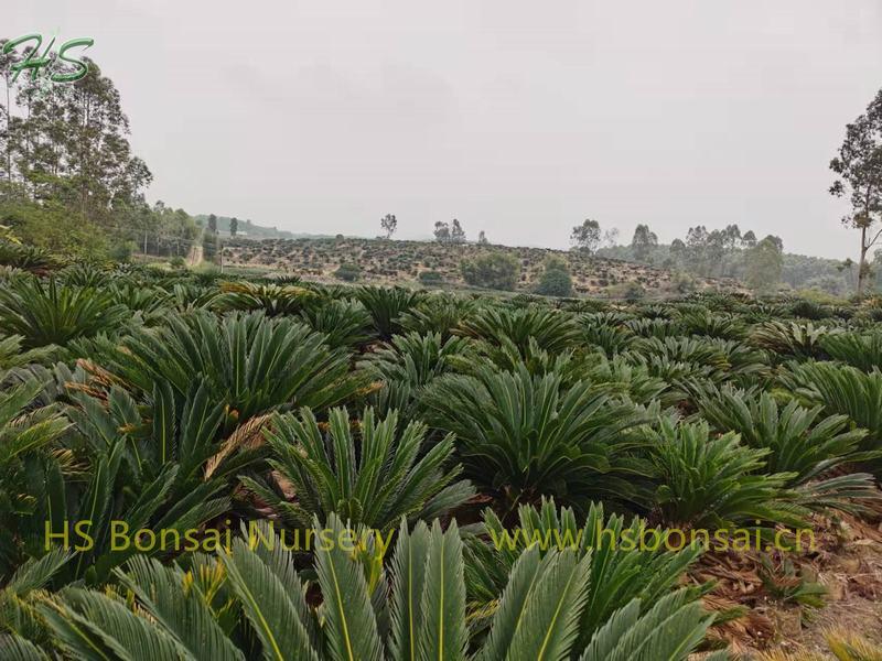 Palm Nursery King Sago Cycas revoluta Potted Palm Nursery King Sago Cycas revoluta Potted