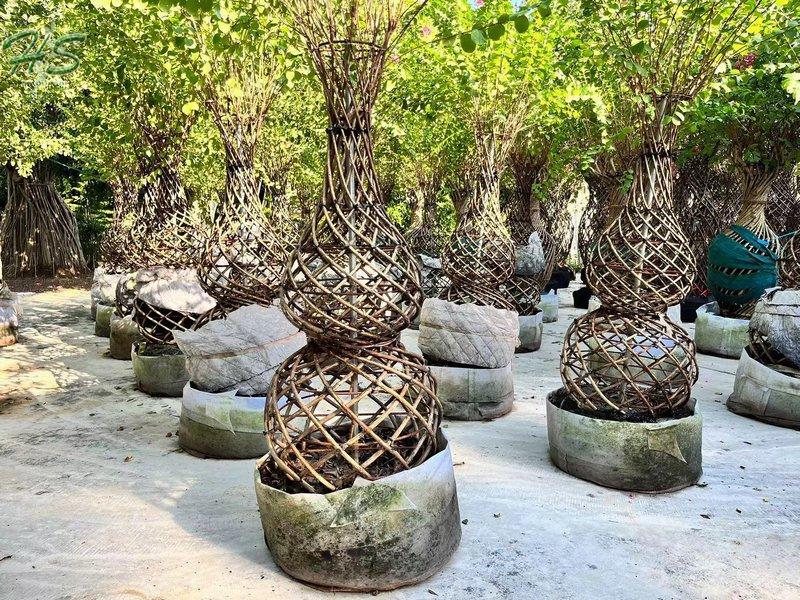 https://www.hsbonsai.cn/wholesale-spiral-shaped-crape-myrtle-bottle-shape_p296.html https://www.hsbonsai.cn/wholesale-spiral-shaped-crape-myrtle-bottle-shape_p296.html