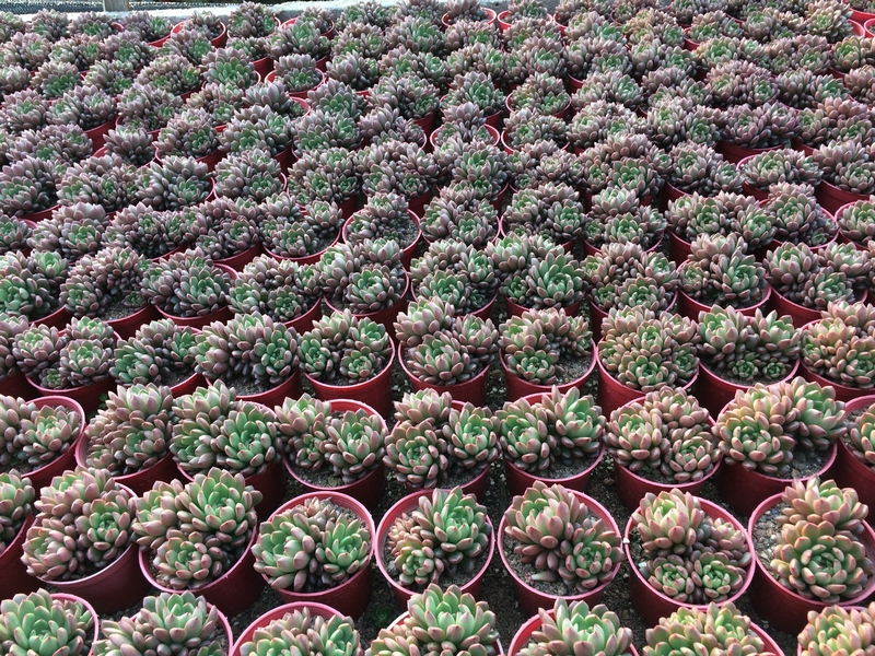 Houseplants easy care Haworthia Houseplants easy care Haworthia