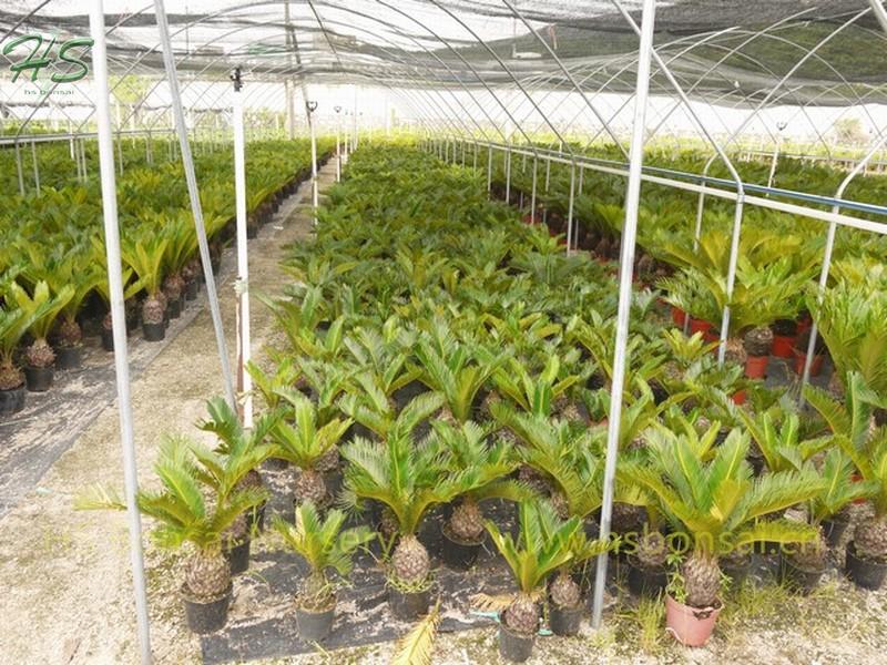 Small King Sago Palm Cycas Revoluta Small King Sago Palm Cycas Revoluta