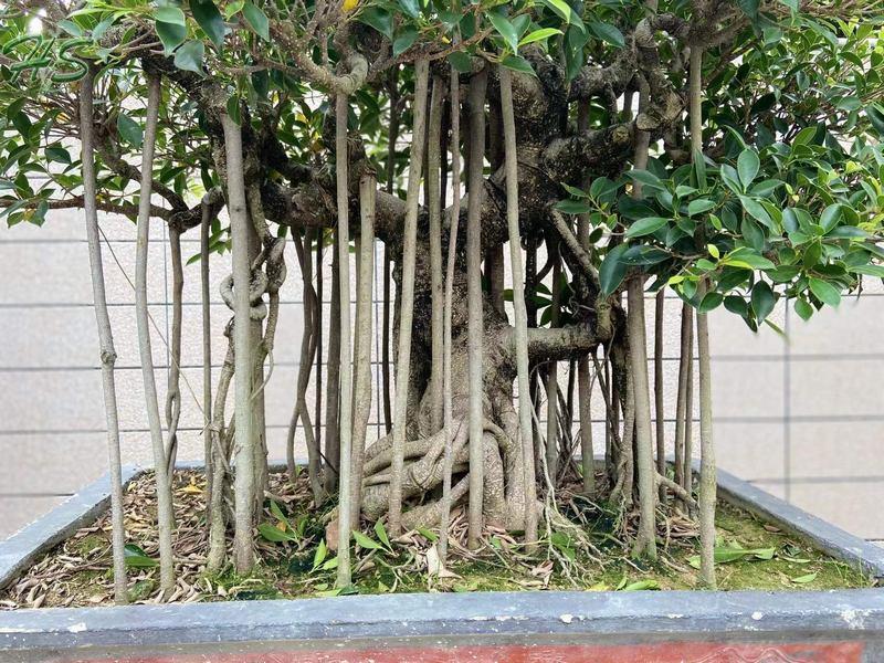 Ficus aerial chinese banyan bonsai tree Ficus aerial chinese banyan bonsai tree