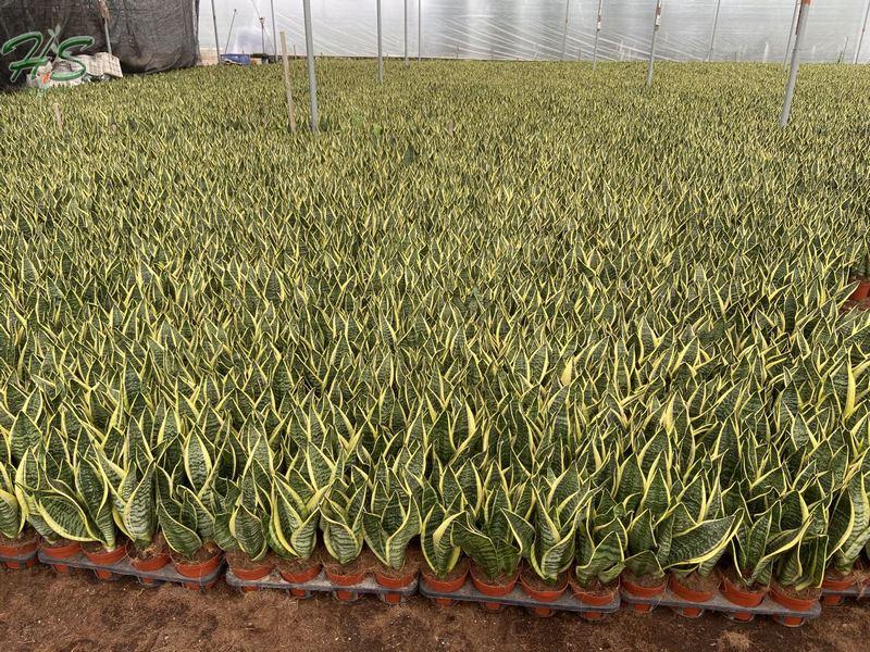 Sansevieria Trifasciata Futura Laurentii Sansevieria Trifasciata Futura Laurentii