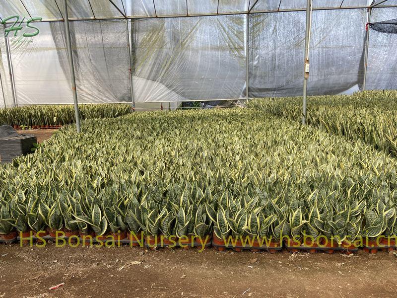 Sansevieria Trifasciata Futura Superba Sansevieria Trifasciata Futura Superba
