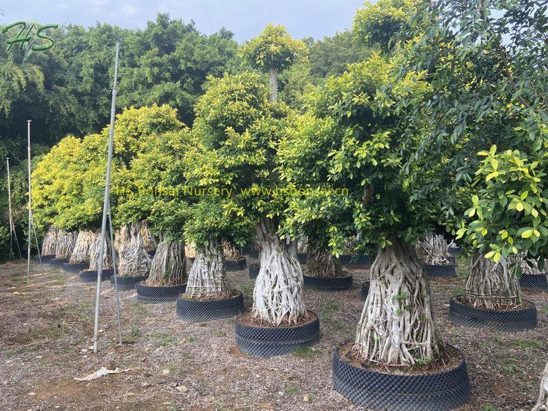 Golden leaves Ficus multi root bonsai tree Golden leaves Ficus multi root bonsai tree