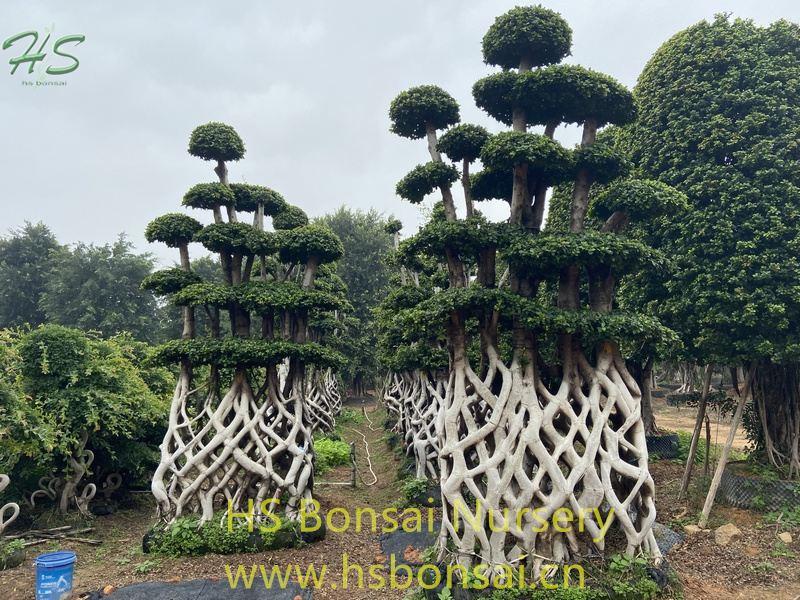Small Net Shape Ficus Microcarpa Bonsai Small Net Shape Ficus Microcarpa Bonsai
