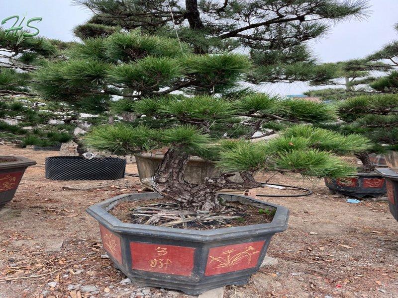 https://www.hsbonsai.cn/wholesale-high-quality-black-pine-pinus-thunbergii-parl-black-pines_p297.html https://www.hsbonsai.cn/wholesale-high-quality-black-pine-pinus-thunbergii-parl-black-pines_p297.html