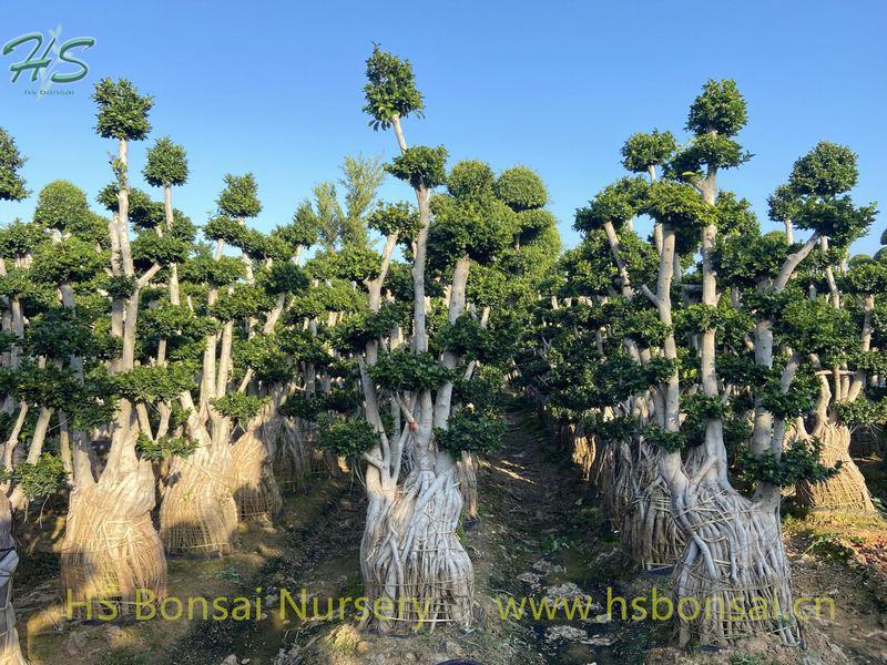 Ficus Multi Root
