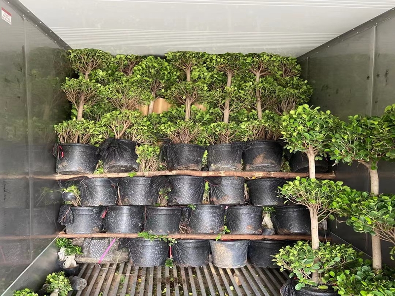 ficus panda one ball shape